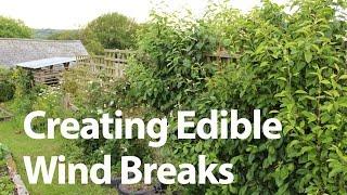 Growing Edible Wind Barriers to Protect your Vegetable Garden