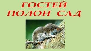 Полон сад гостей / The guests garden is full