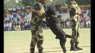 Amazing Dogs, can't believe that Dogs can do this