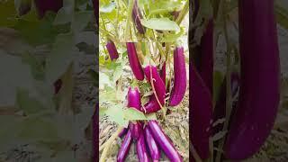 farmer whatup status|| #short #video#sushil