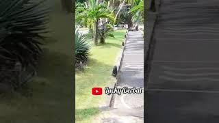 Seindah ini taman di pinggir pantai #shortfeed #shortsvideo #short #taman #pantai