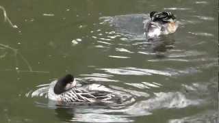 Barnes wildfowl and wetland trust