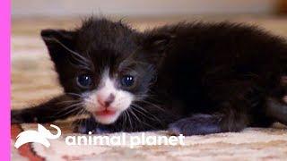 Tiny Tuxedo Cat Oreo Looks For a New Mother | Too Cute!