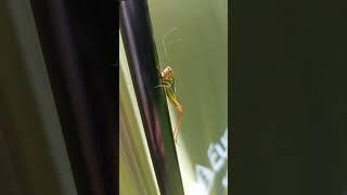 Mr Jiminy Cricket joining us on our camp #shorts #insectshorts #bugs #nature