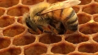 Honey Bee Removing Pollen