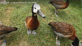 Feathery Fridays - Join Niamh and our white-faced whistling ducks