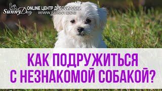 Дрессировка чужой собаки - с чего и как правильно начать? Совет начинающему кинологу