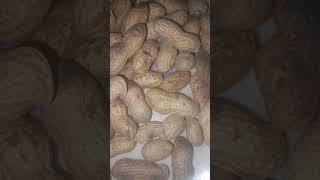 Peanut  #shortsvideo # tranding voice # viral video # Dailyminivlogwithmano123