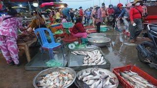 Early Morning Fish Market @Prek Phnov - Walk Around Fish Market on Weekend