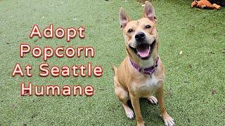 Adopt Popcorn at Seattle Humane