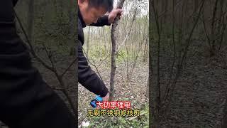 step of the tree sticks cutting 