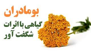 بومادران گیاهی با اثرات شگفت آور