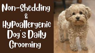 Non-Shedding Puppies & Dogs Daily Grooming Routine