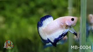 MARBLE BLUE RIM BETTA FISH