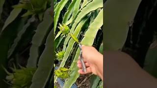 #satisfying #farming #agriculture #agriculturetoday #amazing #agro #video