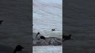 SLIDING LIFE BE LIKE #Penguin #travel #Antartica