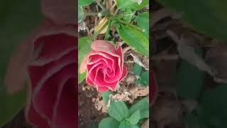 #peach colour hibiscus bud#