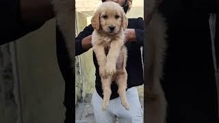 Pet care Golden Retriever Dog for sale Near me , 8650006680 Golden Retriever Puppy for sale near me