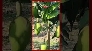 শীতকালেও মিলবে দিনাজপুরের আম #mango #dinajpurnews #agriculture #winterseason #shorts #somoytv