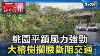 桃園平鎮風力強勁 大榕樹攔腰斷阻交通｜TVBS新聞 @TVBSNEWS01