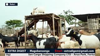 Goat Rearing in Uganda_Grace Bwogi Farms shapes Rakai District_(episode Two) #Extradigest