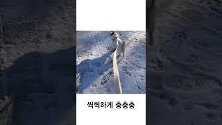 강아지 산책 #daily #강아지일상 #강아지브이로그 #dog #doglife #반려견 #dailyrutien a walk with a dog