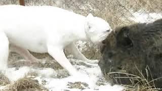 Dogo Argentino  - Albo 1. test in the Porubszky Pierrot Kennel