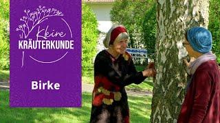 Kleine Kräuterkunde: Birke | Ruth Pfennighaus