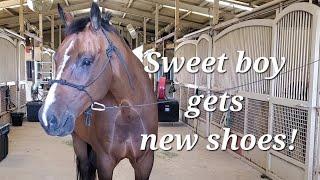 New shoes for a sweet horse!