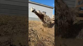 Give emus a mud puddle & this happens…