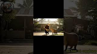 Capybara phụ bà quét sân