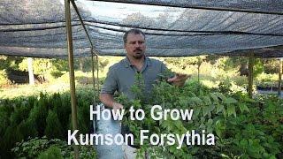 How to grow Kumson Forsythia (Variegated) with detailed description