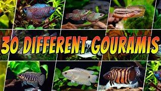 30 Rare & Common Gouramis - Top Aquarium Gourami Types