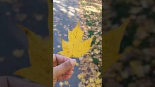 Autumn  in the UK # fall season # autumn vibes# family short video