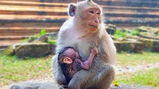 Allen Monkey With Baby Update today in the morning Wildlife KH