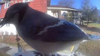 Daily Birdwatching - Netvue Birdfy Birdfeeder Cam - November 29, 2024