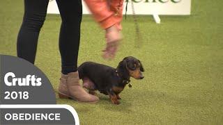 Obreedience - Mini Mayhem | Crufts 2018