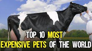 Top 10 most expensive PETS of the world!