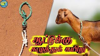 ஆட்டுக்கு கழுத்துக் கயிறு எப்படி கட்டுவது|Gladiator Tamil