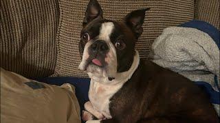 Boston Terrier Nice and Clean After His Shower!   Calvin The Boston Terrierist! is LIVE!