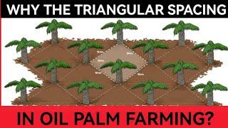 The Benefits & Importance of Standard Triangular Spacing in Oil Palm Farming