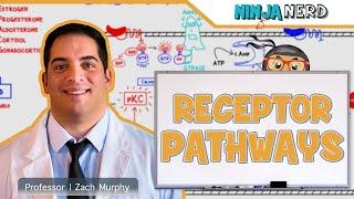 Endocrinology | Receptor Pathways