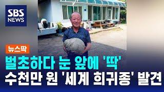 벌초하다 '횡재'…수천만 원짜리 세계 희귀종 발견했다 / SBS / 뉴스딱