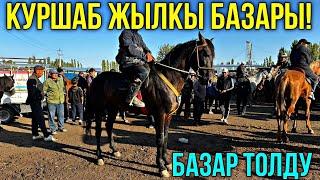 ЖЫЛКЫ БЭЭ БАЙТАЛ ТАЙ БААЛАРЫ  #байтв