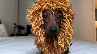 Mini dachshund is king of the jungle for Halloween