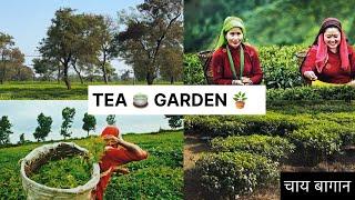 tea garden darjeeling | tea garden assam | चाय की खेती |