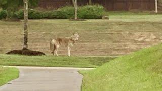 Coyote sightings in Katy, Fulshear neighborhoods