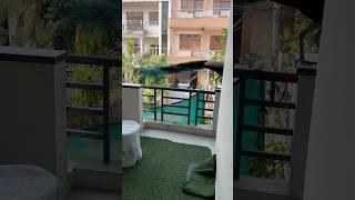 Peacock at home | Jaipur greenery |