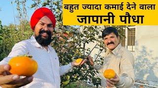 जापानी फ्रूट मोटी कमायी देने वाला नया पोधा अब भारत मे persimmon fruit Farming 9350352605