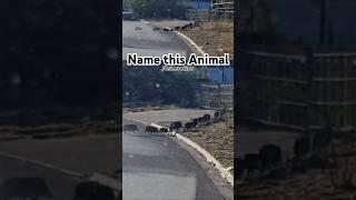 If I did not record this animal you would believe it was a Pig